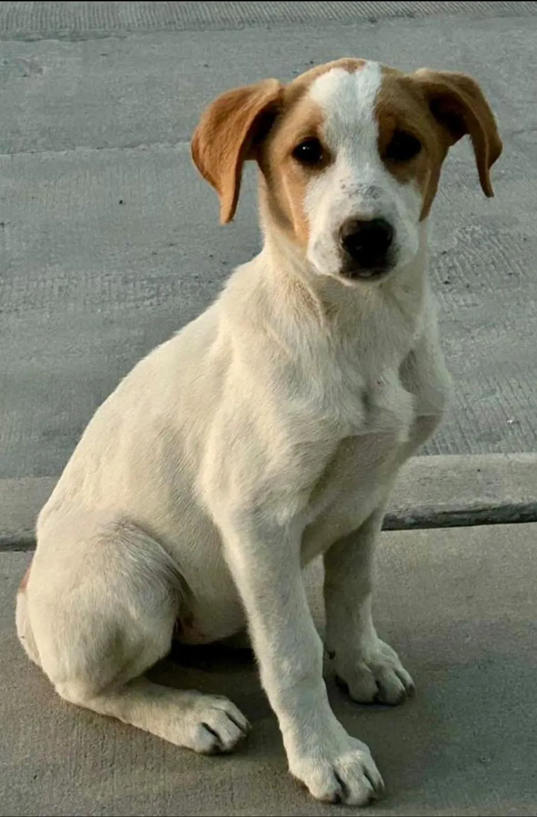 Pimienta - Foto 1